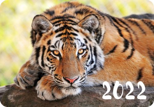 Календ.карм.2022.37703.Тигр                  